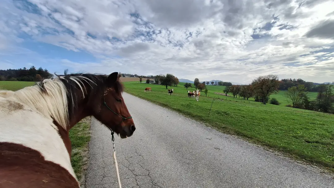Ein_Blick_in_mein_Leben